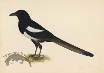 MAGPIE . PL 16